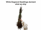 White Dogwood Seedlings