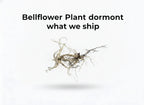 Bellflower Plant
