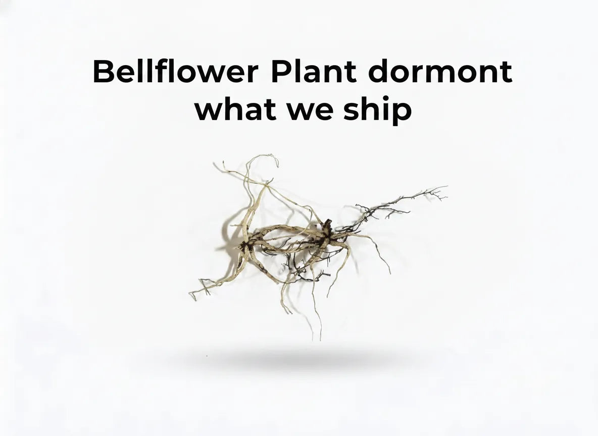 Bellflower Plant