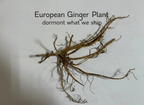 European Ginger Plant