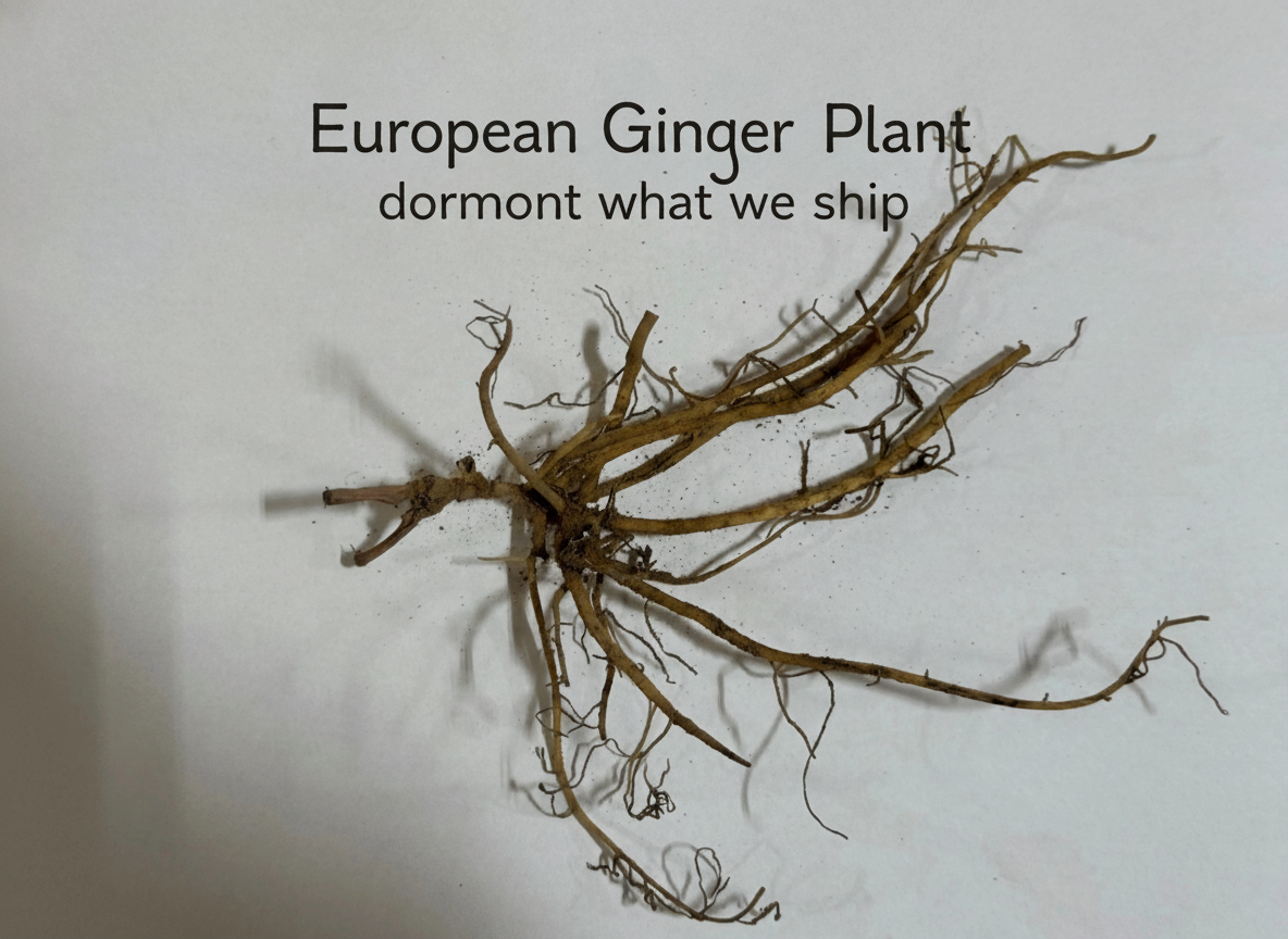 European Ginger Plant
