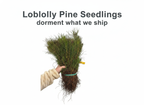 Loblolly Pine Seedlings