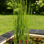 Equisetum Hyemale Grass