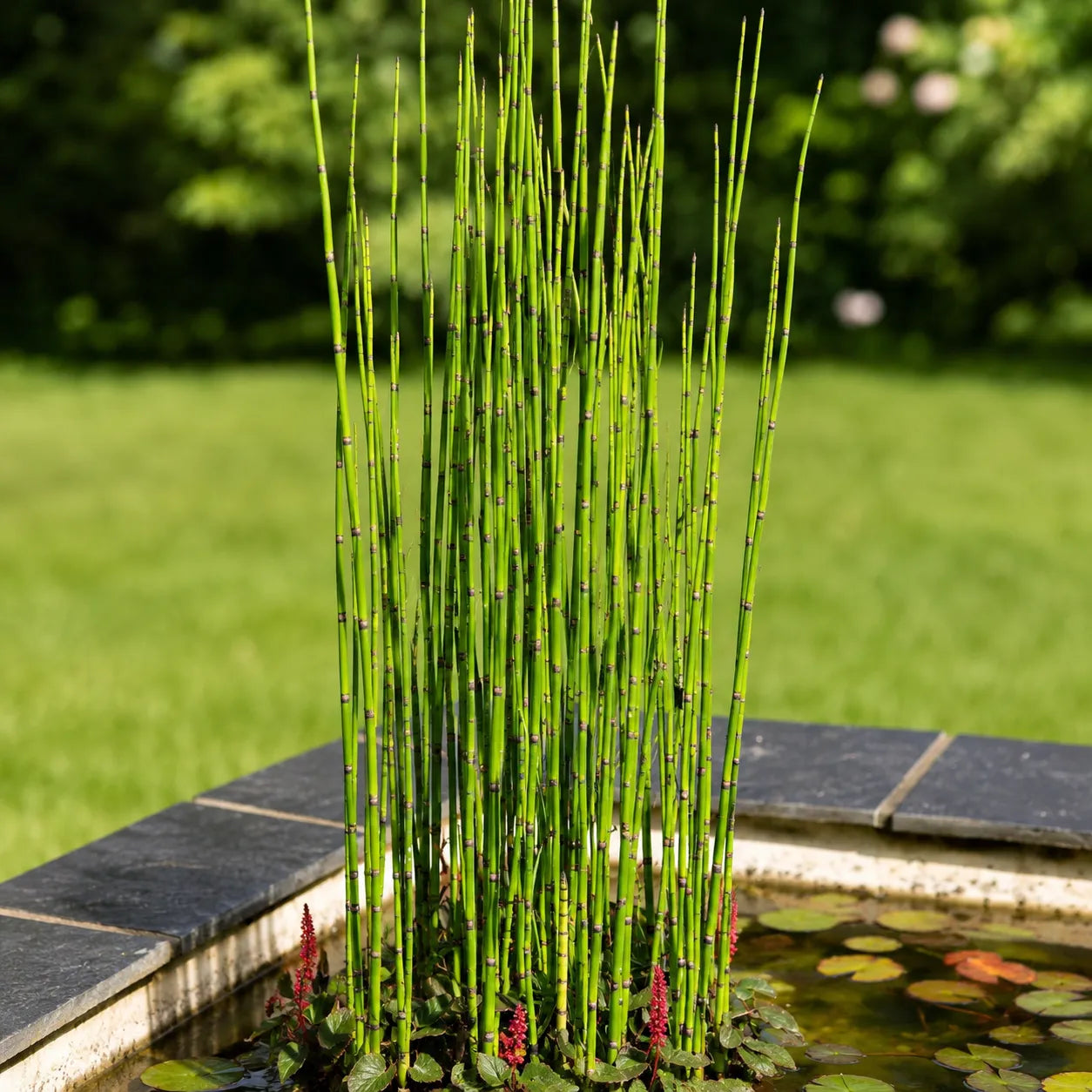 Equisetum Hyemale Grass