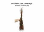 Chestnut Oak Seedlings