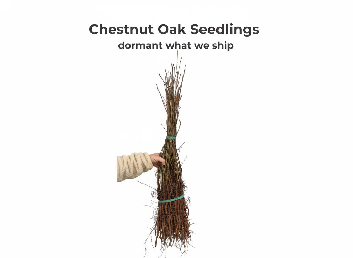 Chestnut Oak Seedlings