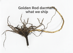 Golden Rod