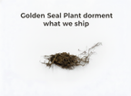 Golden Seal Plant