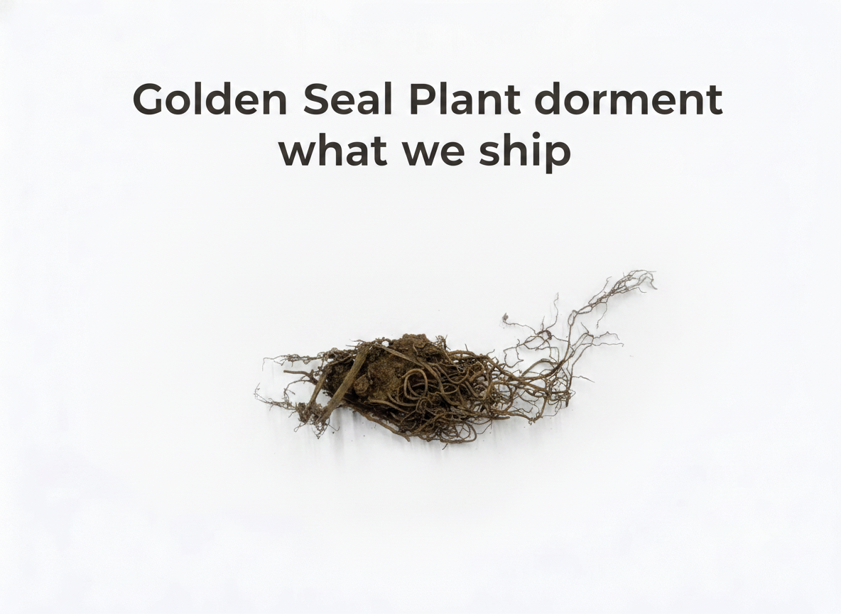 Golden Seal Plant