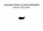 Golden Poppy Plant