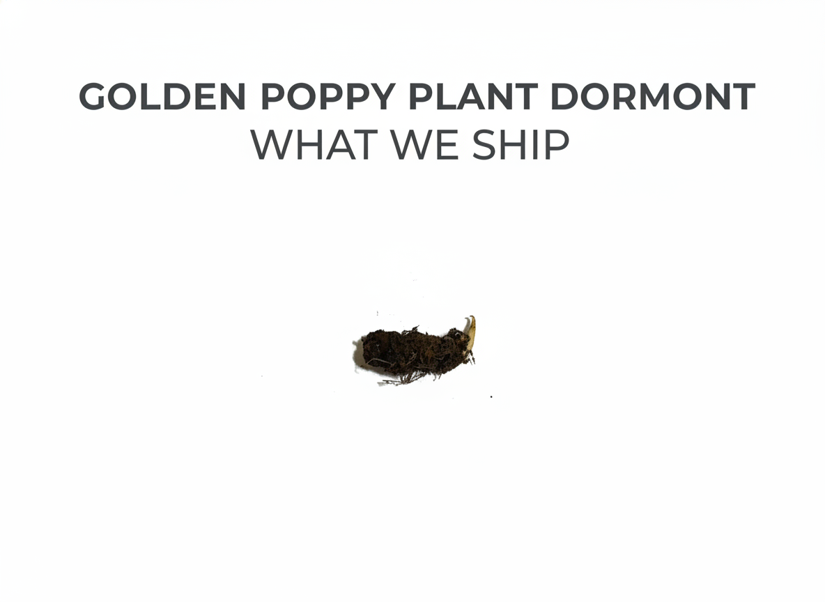 Golden Poppy Plant