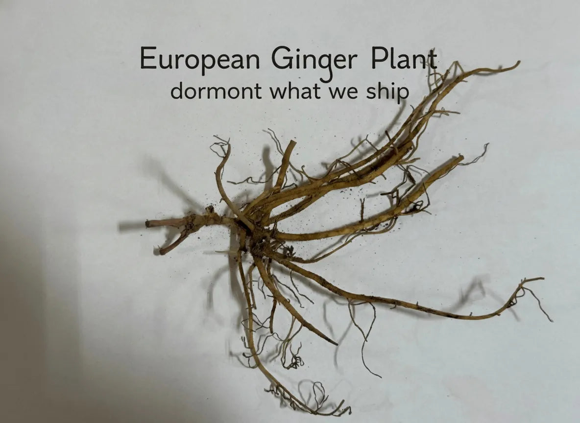 European Ginger Plant