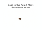 Jack in the Pulpit Plant