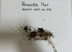 Periwinkle Plant