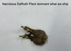 Narcissus Daffodil Plant