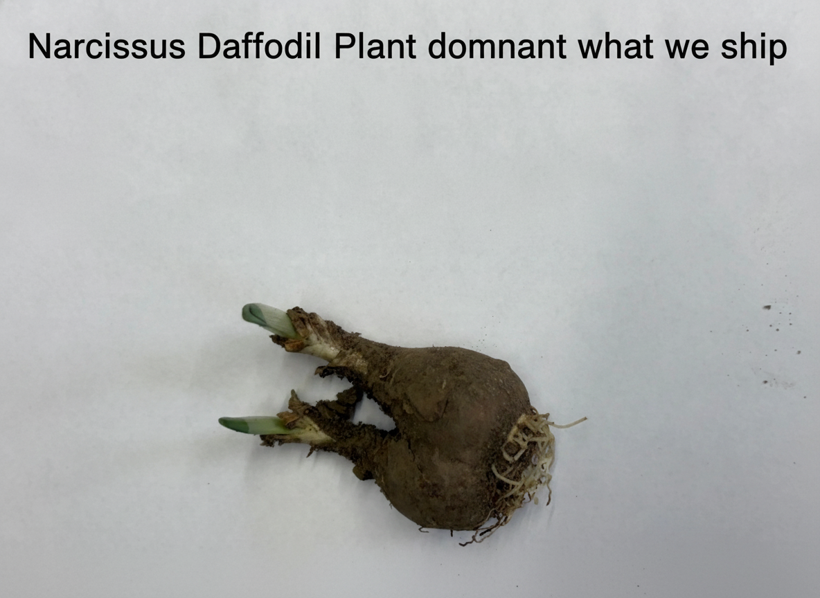 Narcissus Daffodil Plant