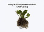 Hairy Buttercup Plant