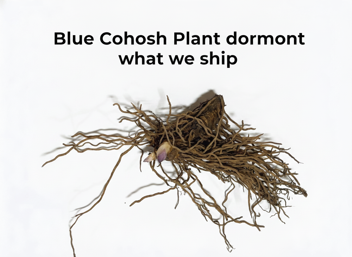 Blue Cohosh Plant