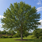Silppery Elm Tree