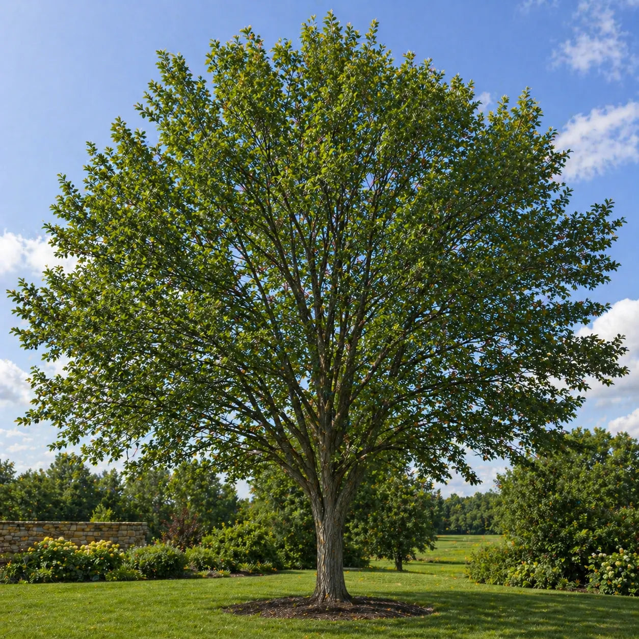 Silppery Elm Tree