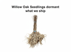 Willow Oak Seedlings