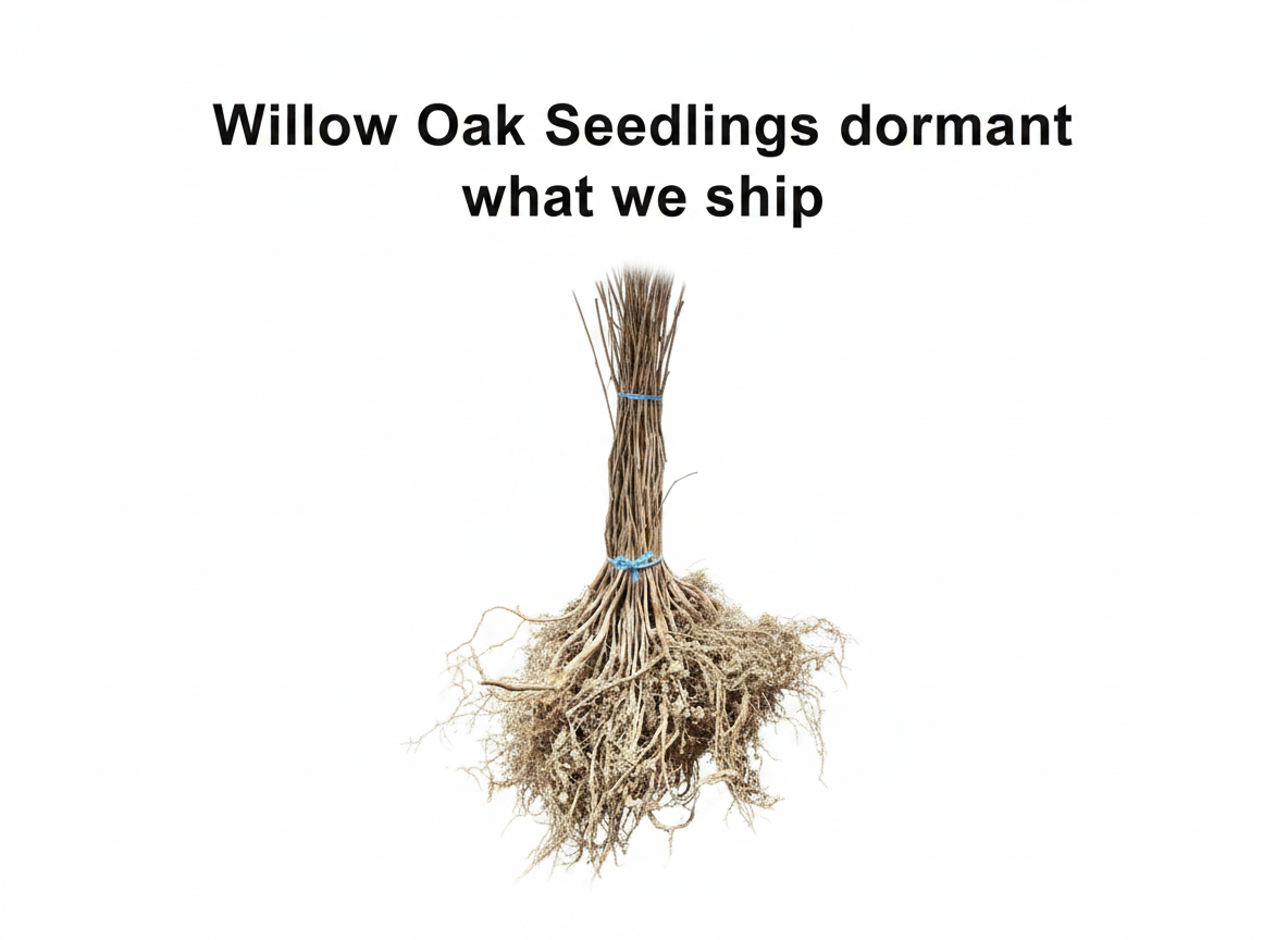 Willow Oak Seedlings