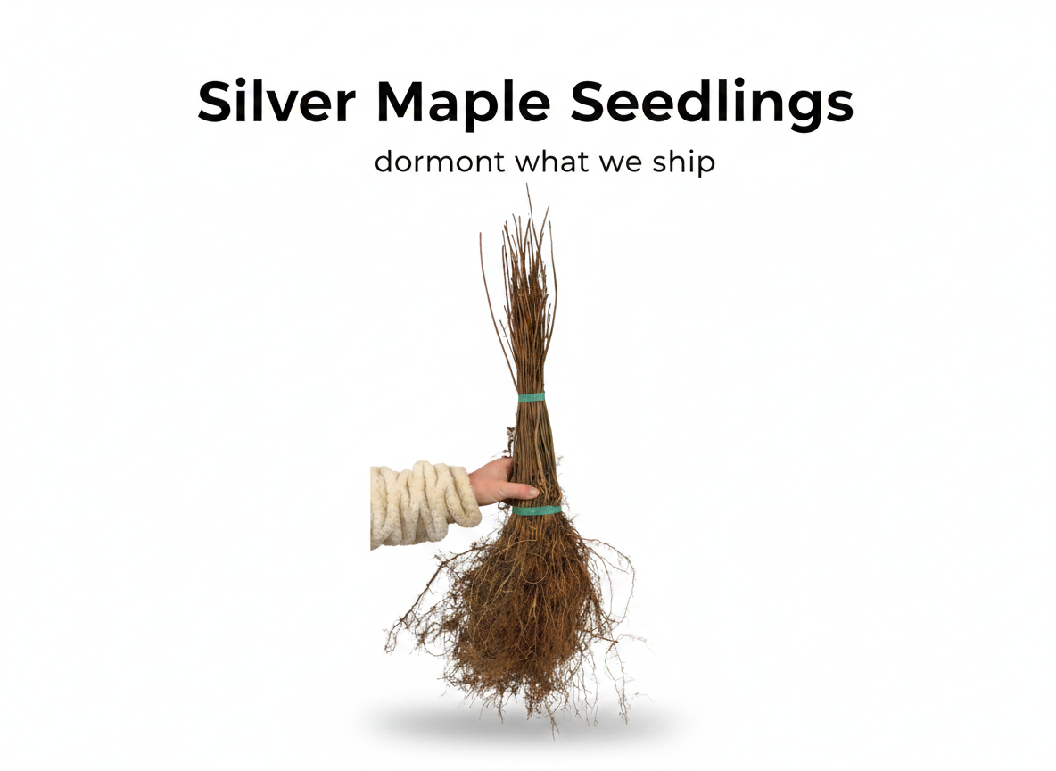 Silver Maple Seedlings