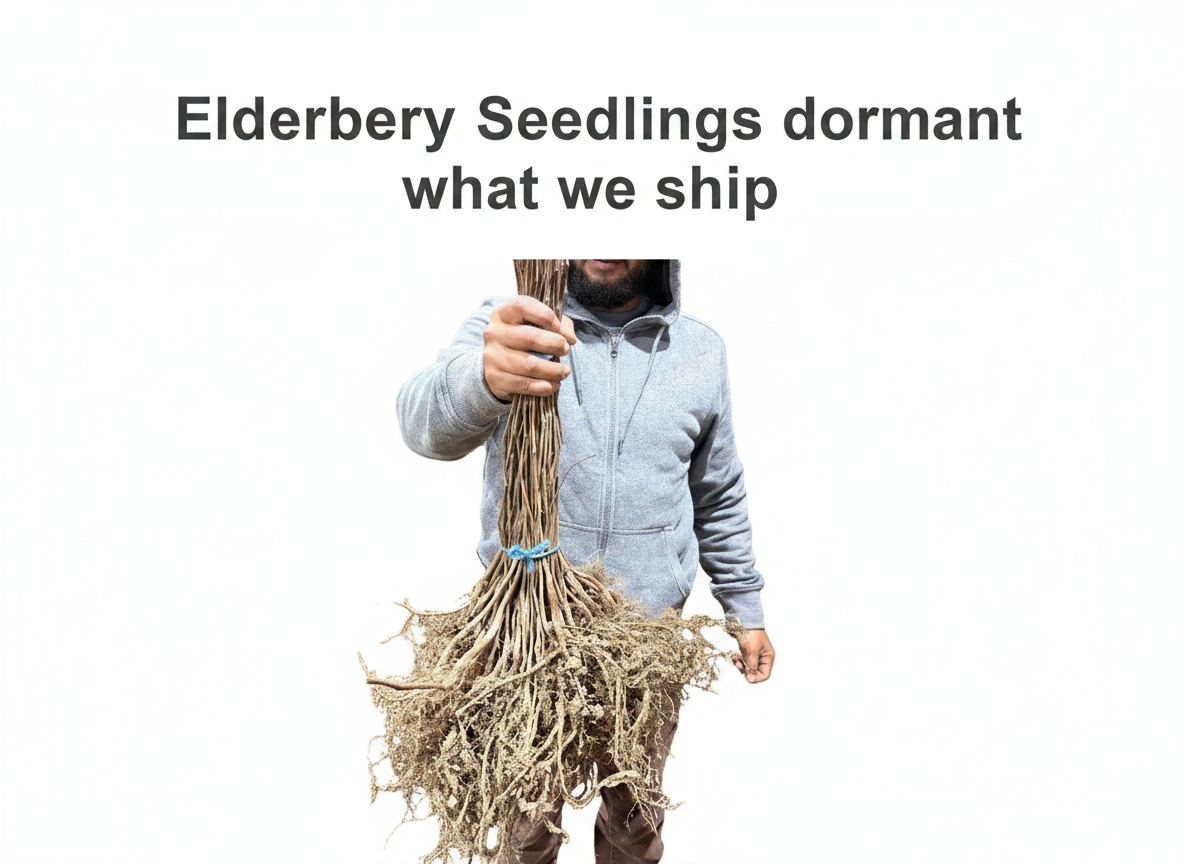 Elderberry Seedlings