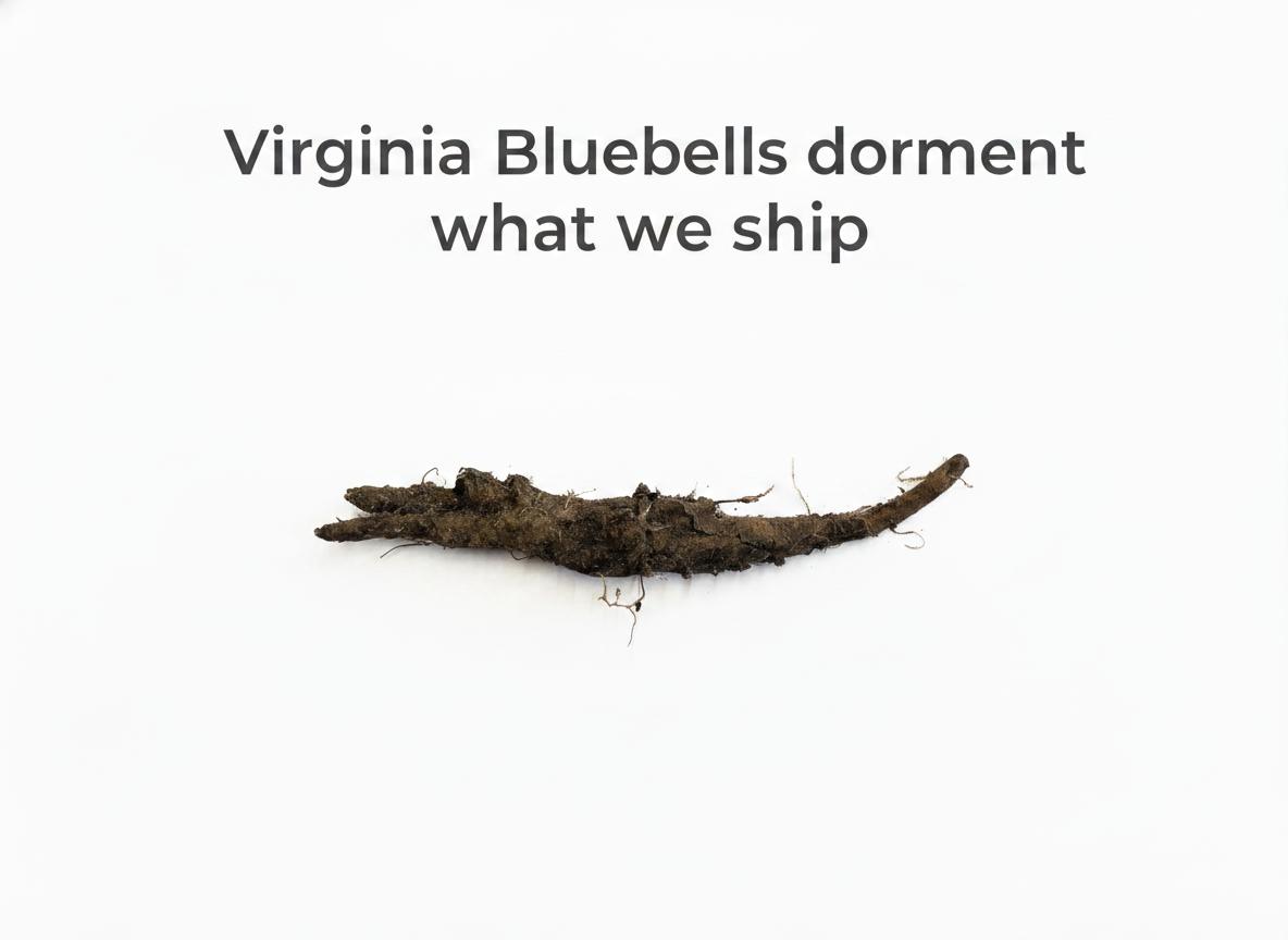 Virginia Bluebells
