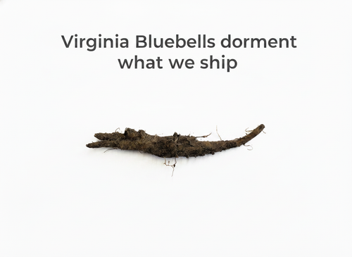 Virginia Bluebells