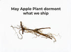 May Apple Plant