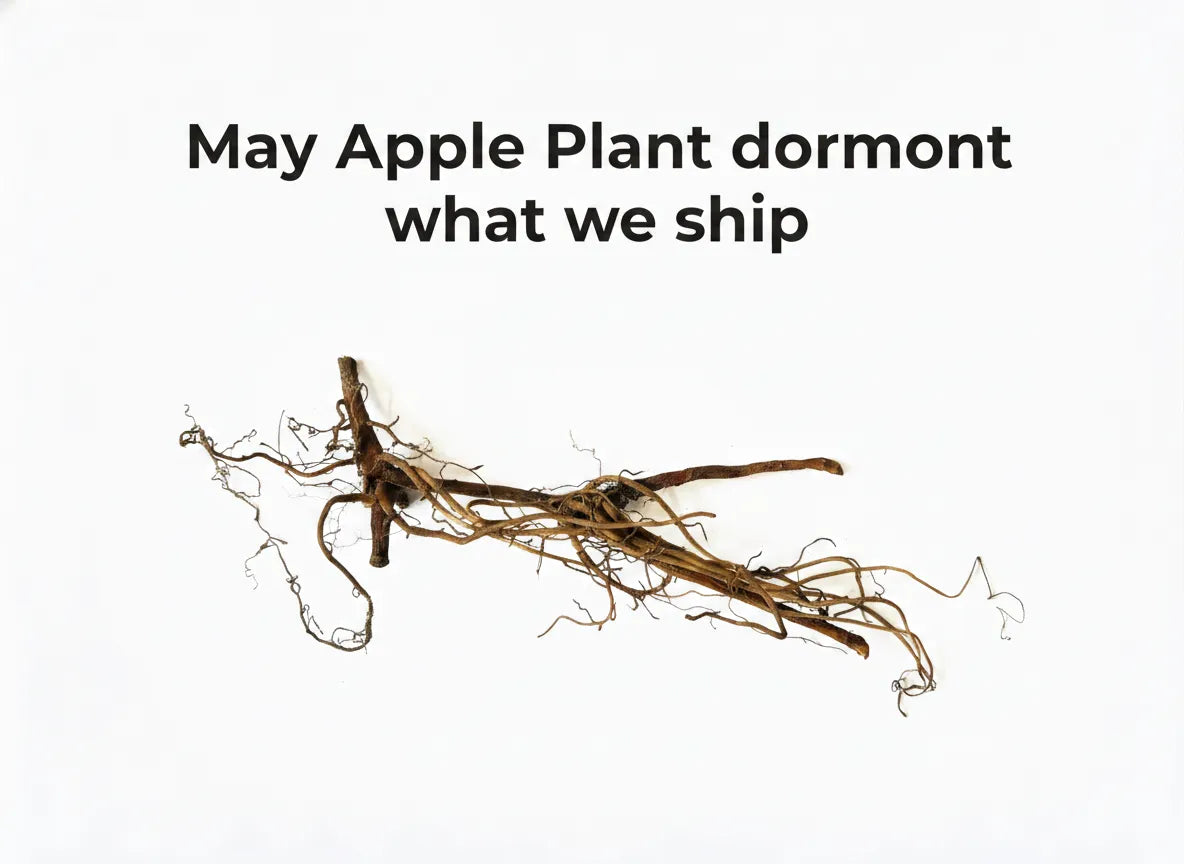 May Apple Plant