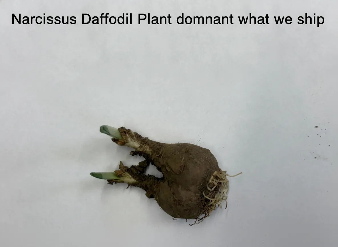 Narcissus Daffodil Plant