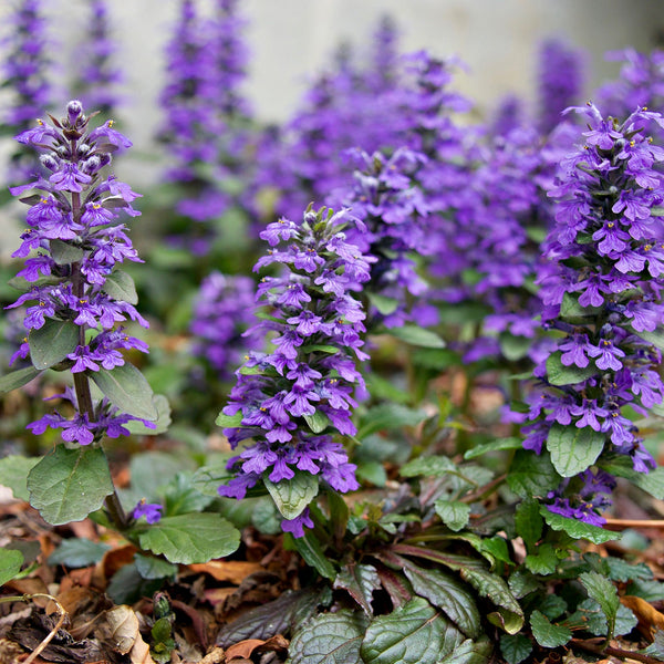 Ajuga Plants