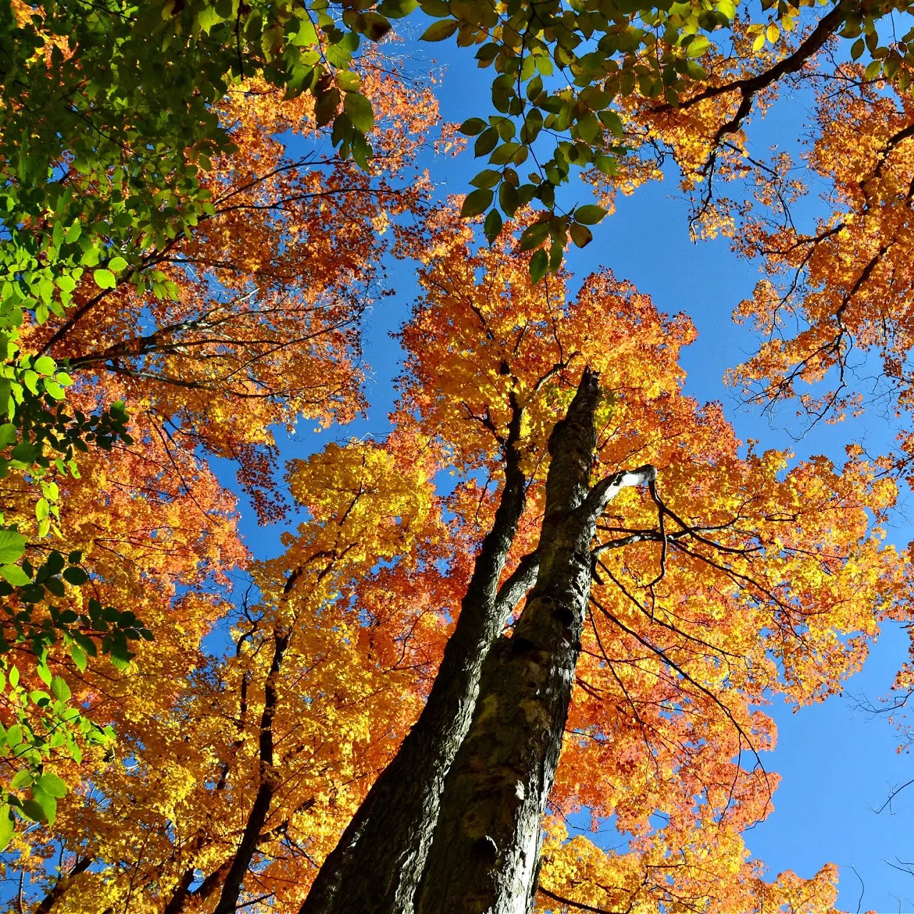 Rows of American Beech seedlings in vibrant green lines on rich soil
