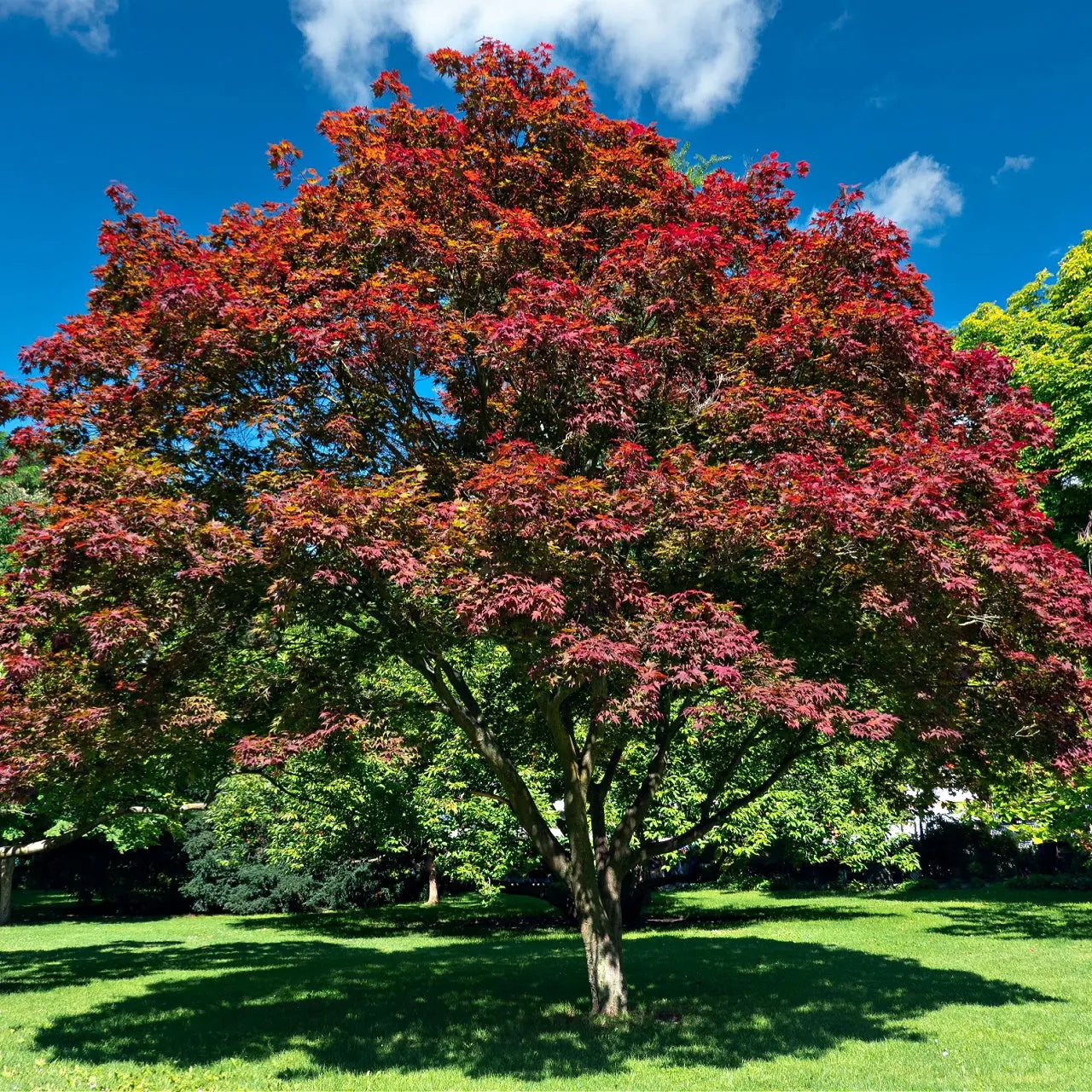 Vibrant red and orange American elm tree with dense foliage against blue sky