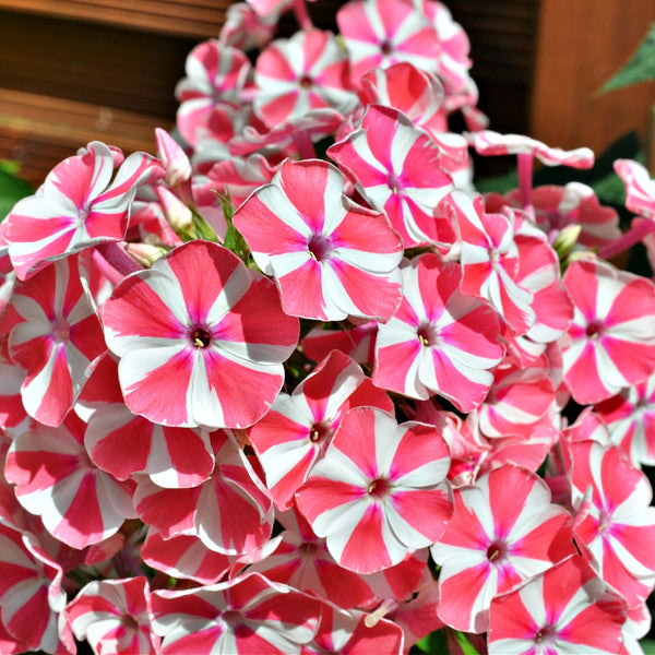 Annual Phlox Plant