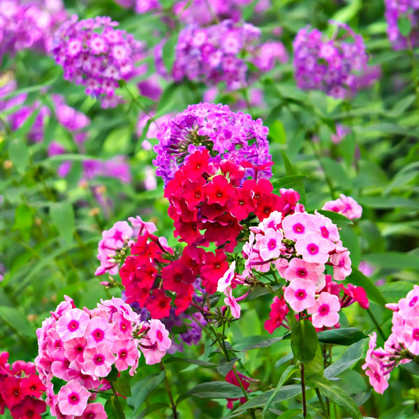 Annual Phlox Plants