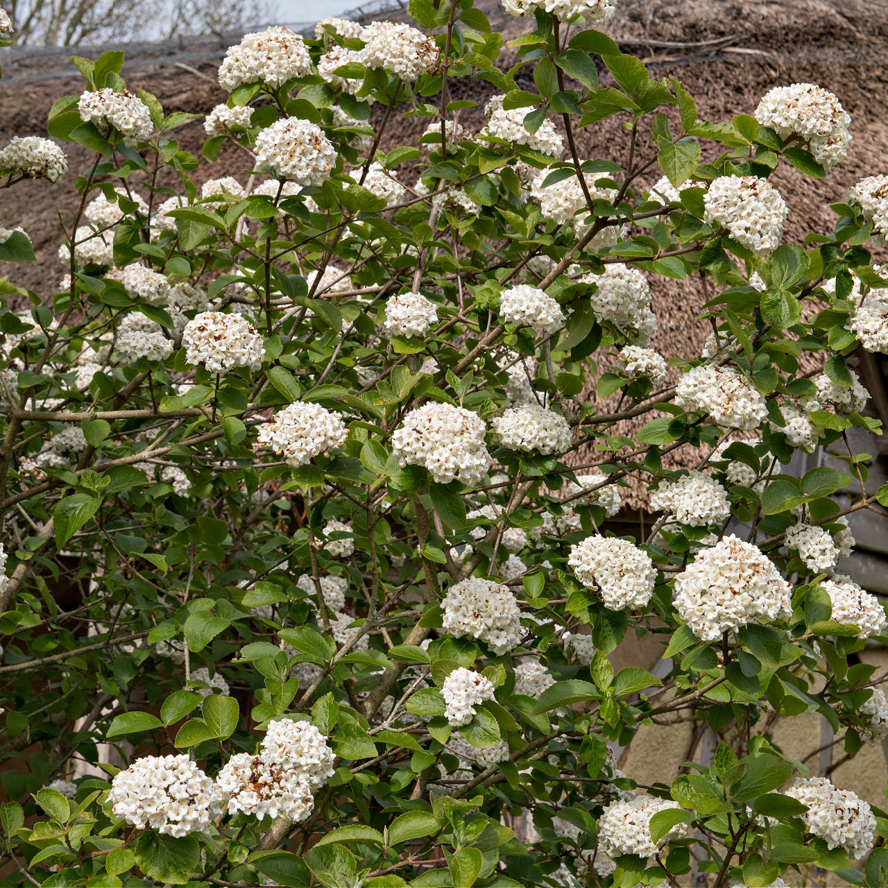 Arrowwood Viburnum Shrub