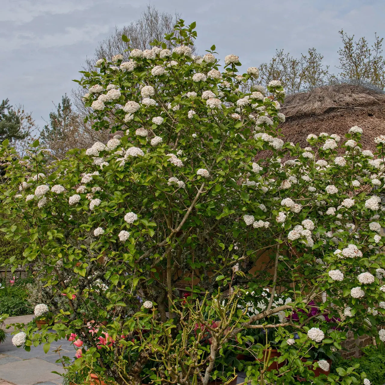 Arrowwood Viburnum shrub with lush white blossoms and green leaves