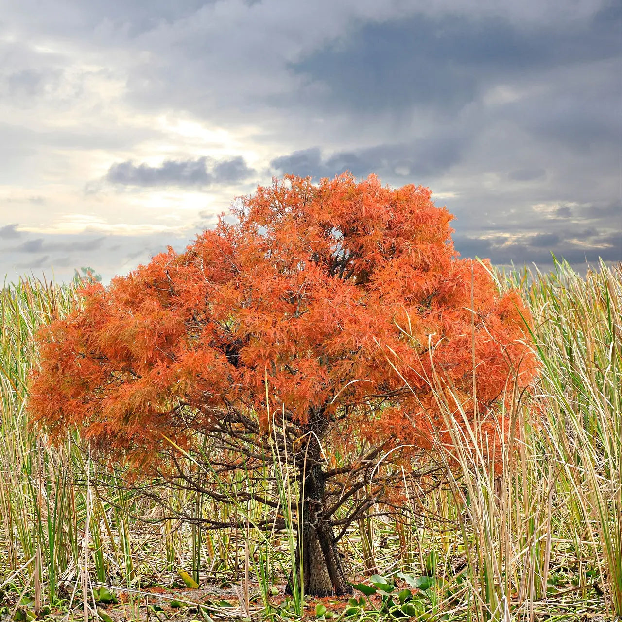 Vibrant bald cypress tree with feathery orange foliage in dry grass field