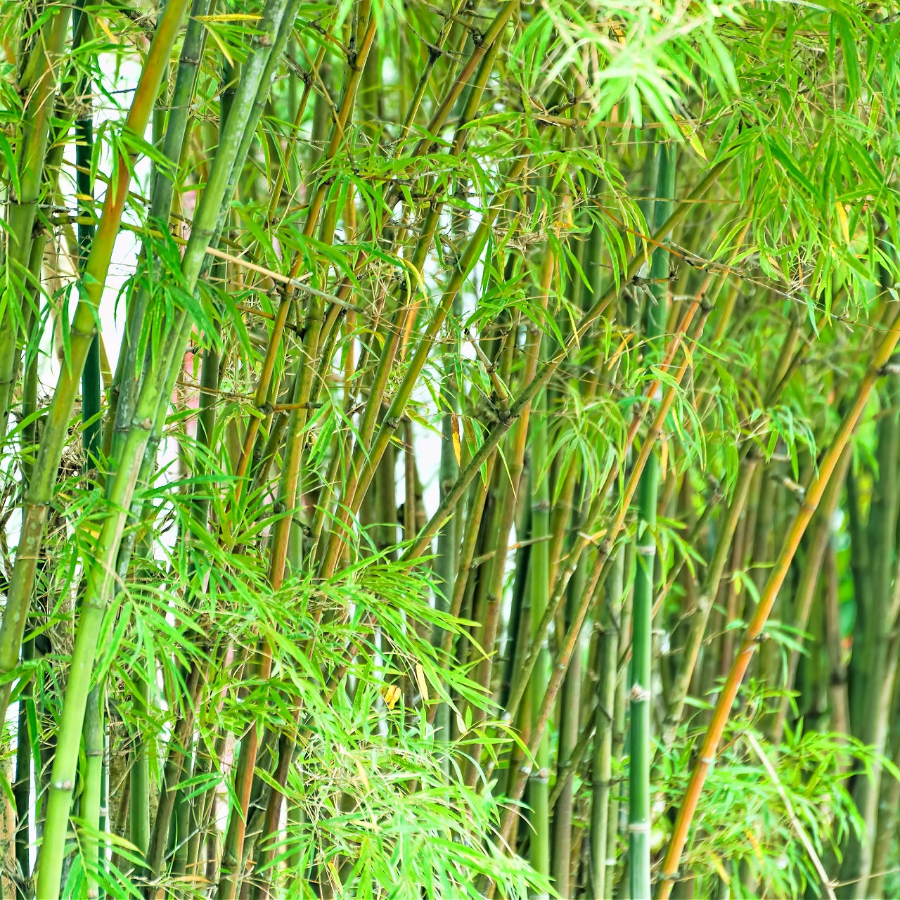 Bamboo Plants