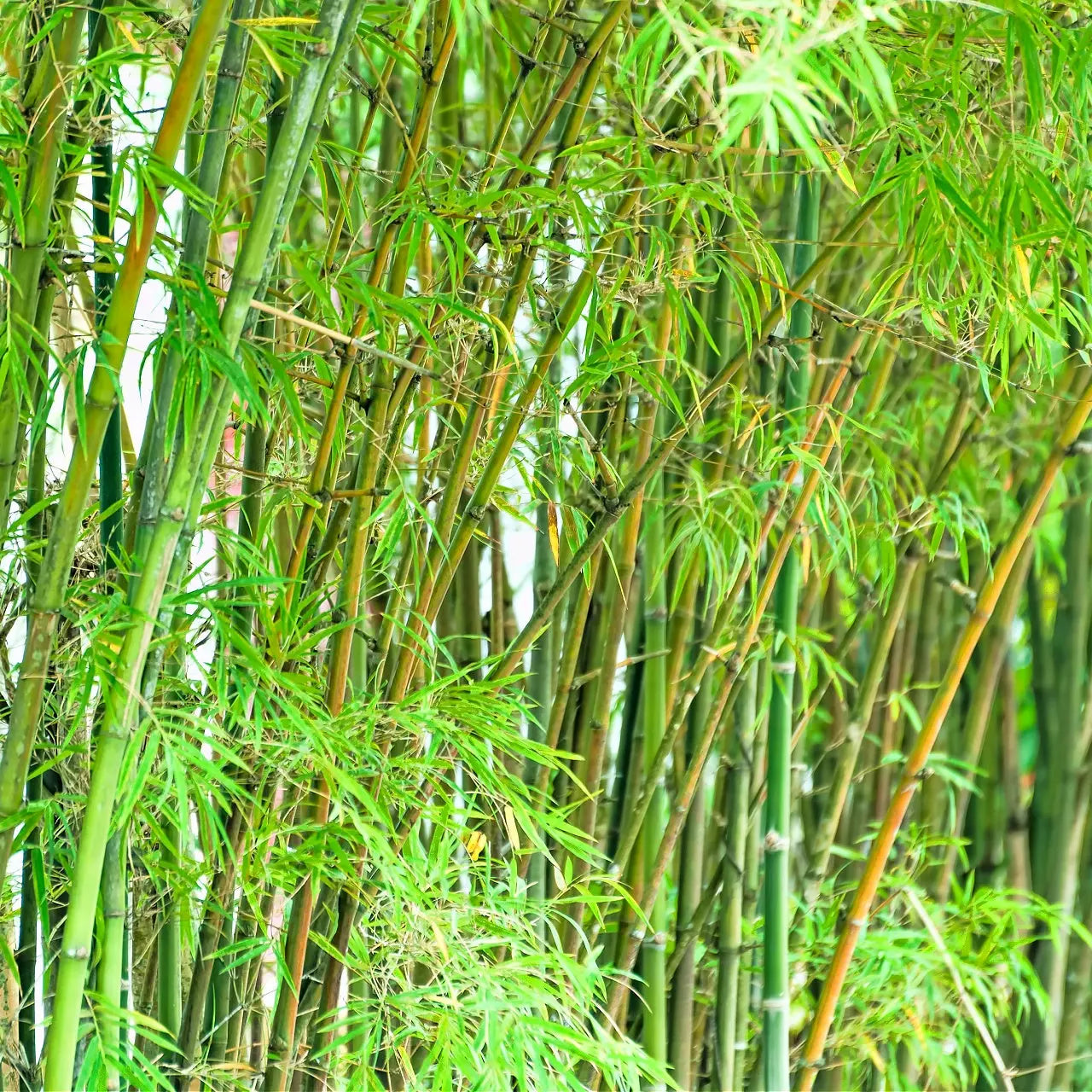 Dense cluster of tall slender bamboo stalks with green leaves and nodes for Bamboo Plant