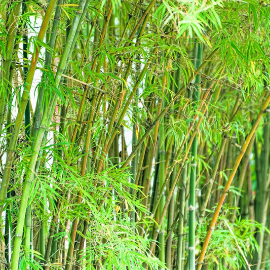 Dense cluster of tall slender bamboo stalks with green leaves and nodes for Bamboo Plant