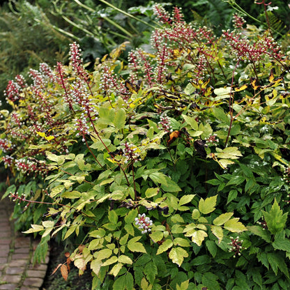 Baneberry Plant