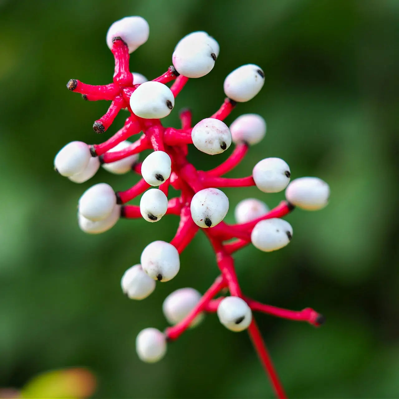 White baneberry plant with vibrant red stem and white berries with black dots
