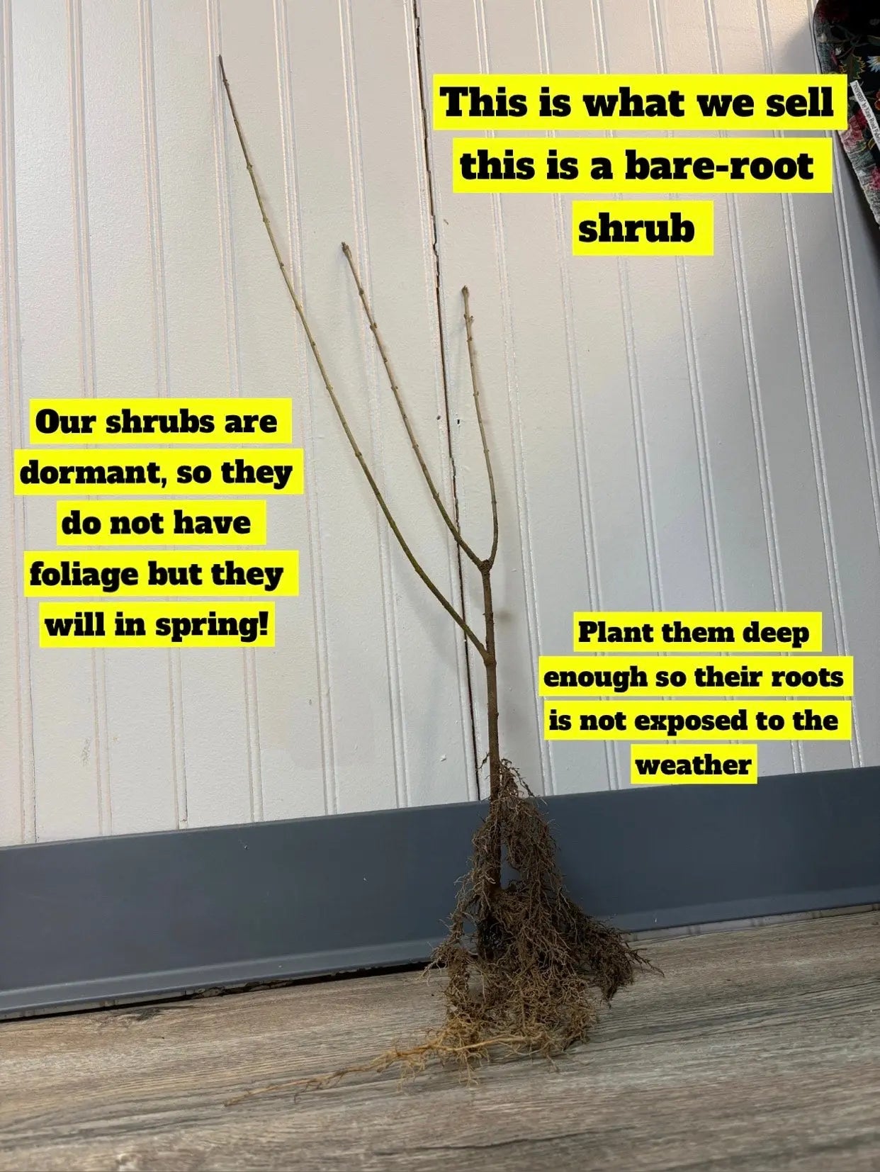 Bare-root Lilac Shrub with slender branches and tangled earthy roots