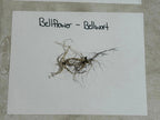 Dried tangled bellwort root system in brown and pale green hues