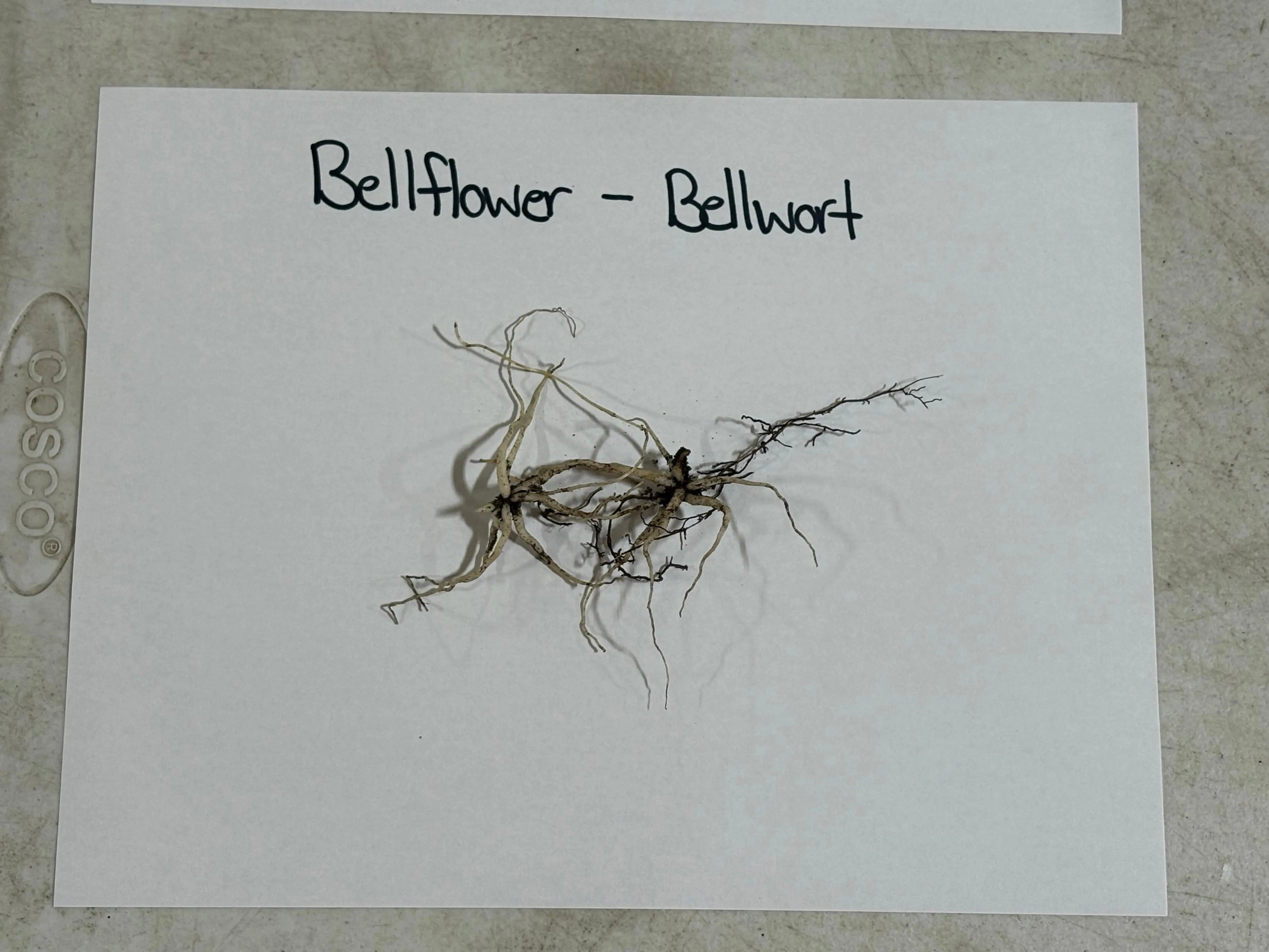Dried tangled bellwort root system in brown and pale green hues
