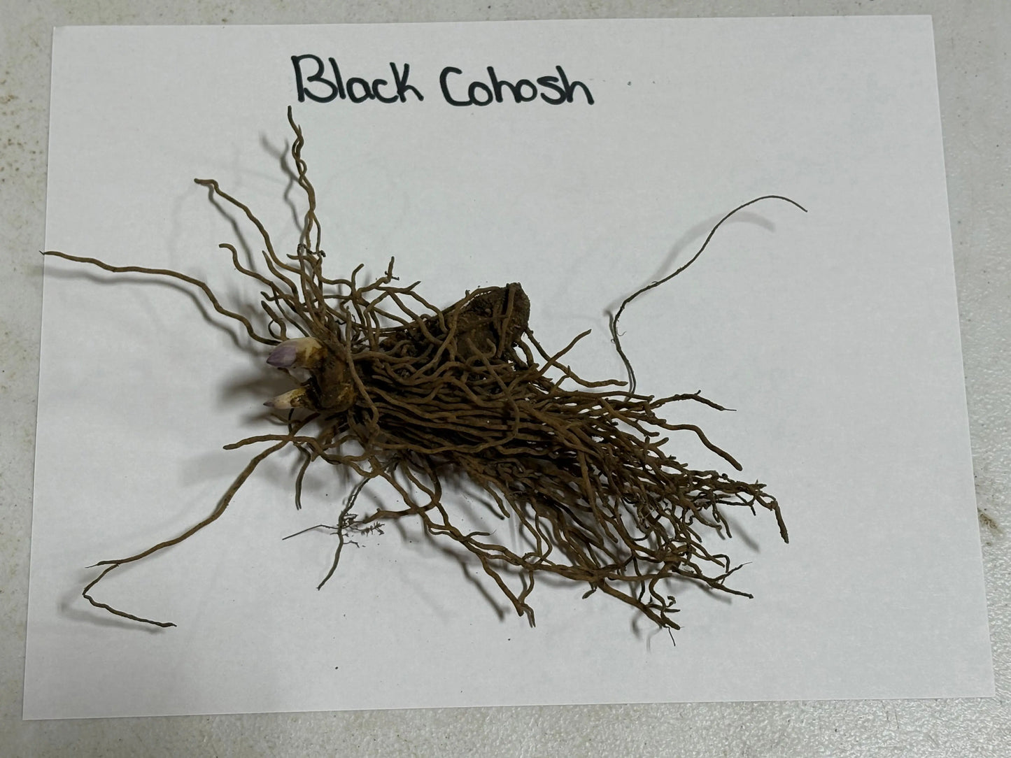 Dried black cohosh root with tangled brown fibrous roots and bulbous center